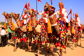 Camel Safari in Rajasthan