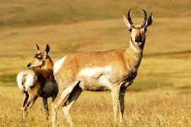 India Wildlife Tours