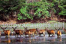 National Parks in Rajasthan