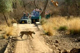 North India Wildlife Tour