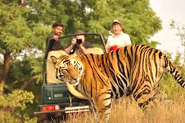 Rajasthan Wildlife Tour
