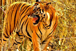 Tiger Wildlife Tour