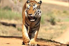 Wildlife and adventure tours